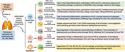 Polarization of Immune Cells in the Pathologic Response to Inhaled Particulates